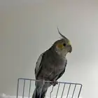 كروان متكلم