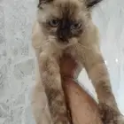 قطه هيملايا للتبني بدون مقابل