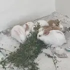 أرانب و همستر