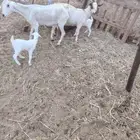 غنم ولد تحتها جفرتين