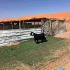 عنز سديس متاومه