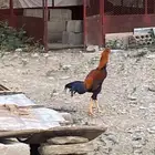 دجاج باكستاني وسندي