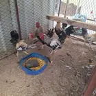 ديوك عربي ترثه ملونة