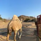 ناقة ملاقي للبيع