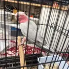 كوكاتو قالا حجل 23