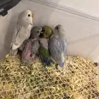 فروخ روز ماربل وابلاين بايد