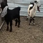 للبيع ثلاث عروض طيبه وفرصه للي يترزق الله