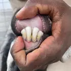 معزاء متاومه 4تحتها 7 جروم طيبه صغار سن وديوس سلم شرط