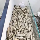 عود مروكي طبيعي محسن الشيوخ