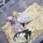 للبيع فروخ كروان البينو والاتينو