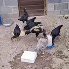 دجاج باكستاني