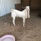 تيس مشروع فحل هولندي مطور