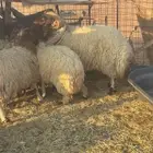 فحل نعيمي بالقصيم