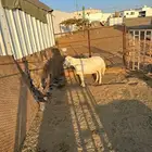 شاه حايل للبيع