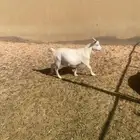 عنز وتيس قزمي العنز هجين مع قزمي