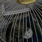 قطه شرازيه عمرها شهرين