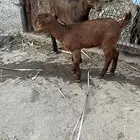 تيس وحفره دواغير