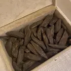 عود مروكي SS