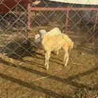 رخيل بلدي فاخره