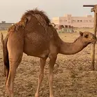 أبل طيبات للبيع مشاءالله تبارك الله