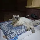 قطه لتبني بالرياض