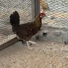 للبيع دجاج فري