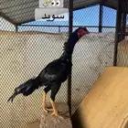 ديك سندي اسود صك