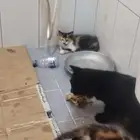 للبيع جوز شيرازي الأم هملايا