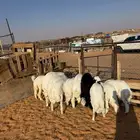 خرفان تفريد حري ونجدي