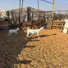 معزا دافع  عناق