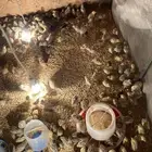 صوص سمان للبيع