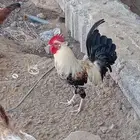 4 وديوك بلدي لبيع