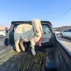 شاه نجديه عيسى