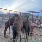 حشو للبيع على الحليب