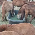 طليان سواكن