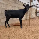 تيس مرسيانو اصل