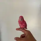 طير روز أليف