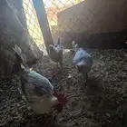 ديك ودجاجتين