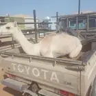 للبيع قعود لحم