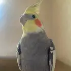 طير كروان وروز للبيع