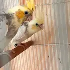 حبتين كريمي فيس