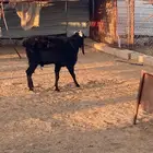 تبس فحل من مراحي