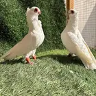 حمام بولندي