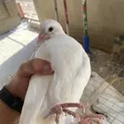 حمام لاحم جامبو زغاليل تم البيع