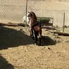 تيس فحل أجم