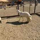 مشروع فحل من غنم شهران كفو وصنف الصنف