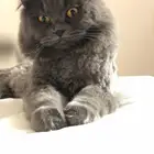 قطة للتبني شيرازي