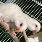 جوز كويكر البينوا