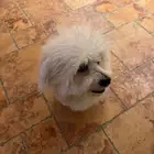 كلب ماتيز ذكر للتبني بالرياض