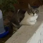 قطة ضايعه في حي الملك فهد